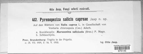 Pyrenopeziza salicis-capreae image